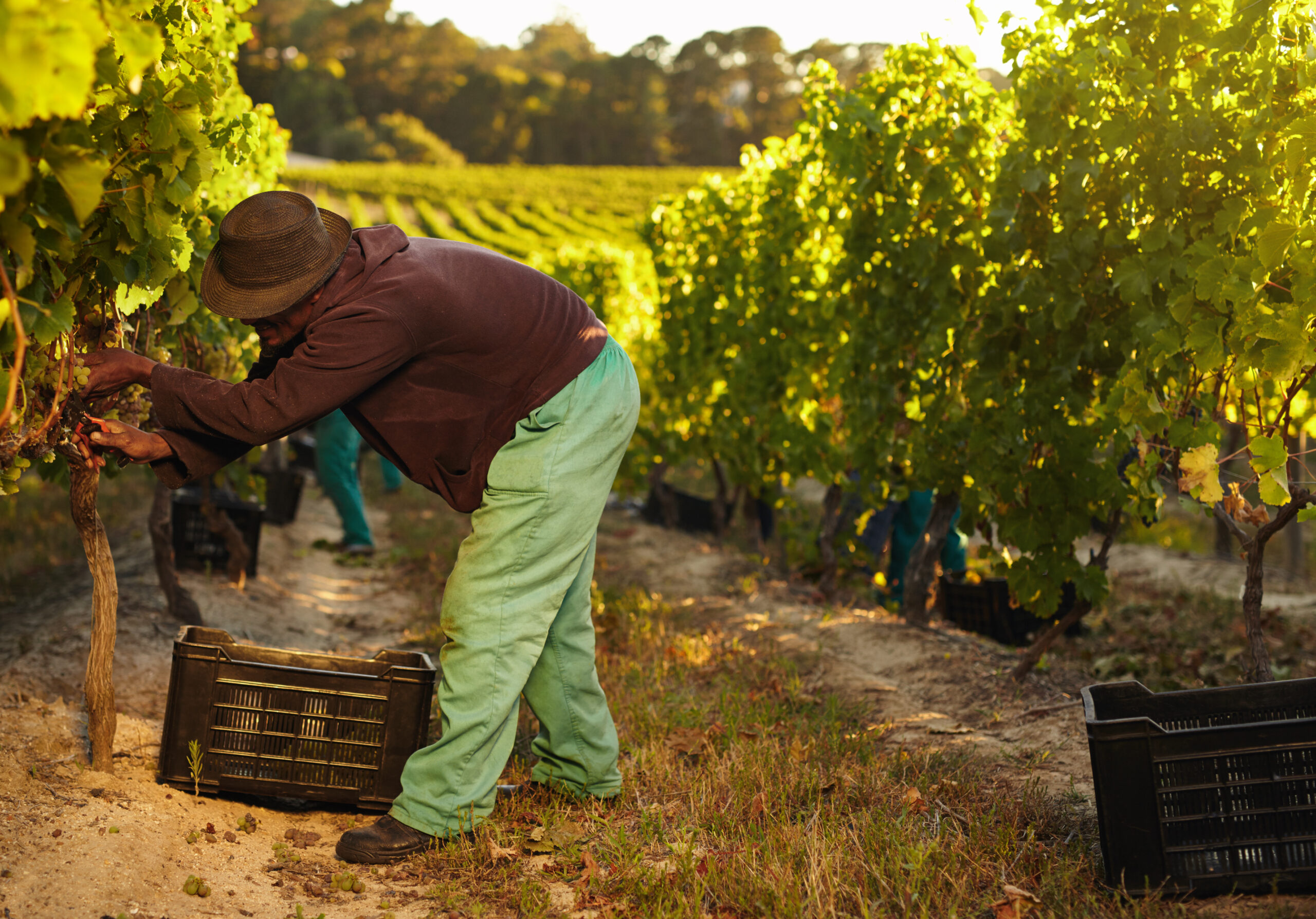 African farmer harvesting grapes in vineyard. Man pruning grapes from vine and collecting in plastic bins.